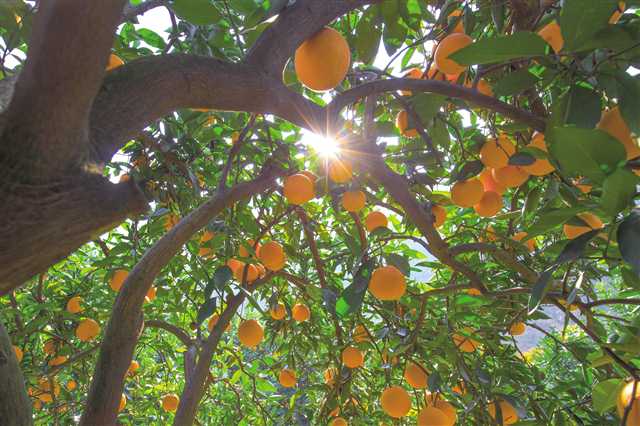 今年累计集中开工项目95个 奉节 加快培育县域经济发展新动能「相关图片」